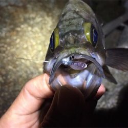 梅雨メバル狙い