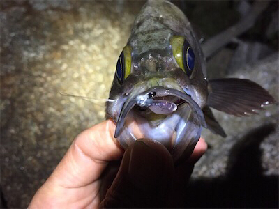 梅雨メバル狙い