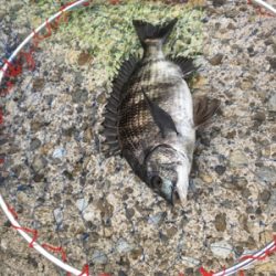 雨が降る前にエビ撒き