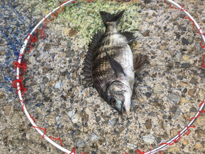 雨が降る前にエビ撒き