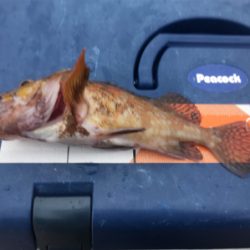 アジは無くとも20cm超え