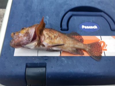 アジは無くとも20cm超え