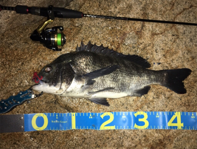 淀川ブリームゲーム キビレはどこへ？