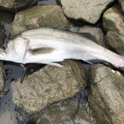 雨後増水ウェーディング