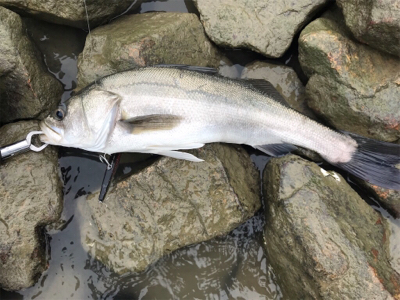 雨後増水ウェーディング