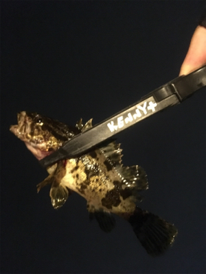 ラストメバリング