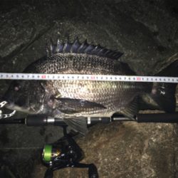 チヌ祭り‼️ 年無しゲット❗️