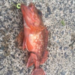 同じやつばっかり