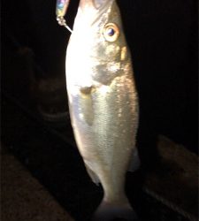 まだまだバチ抜け