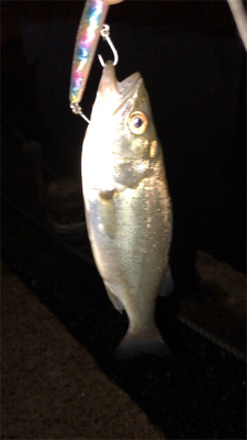 まだまだバチ抜け