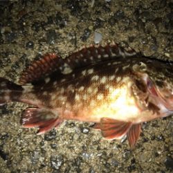 イワシの群れ？