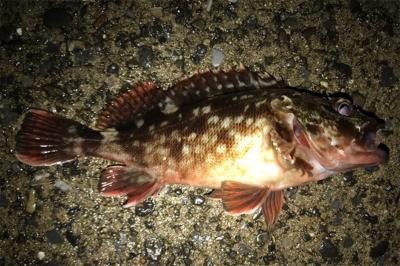 イワシの群れ？