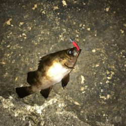 雨の前にメバリング