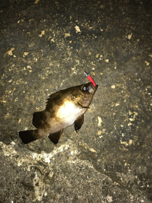 雨の前にメバリング