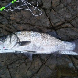 地磯でヒラスズキ