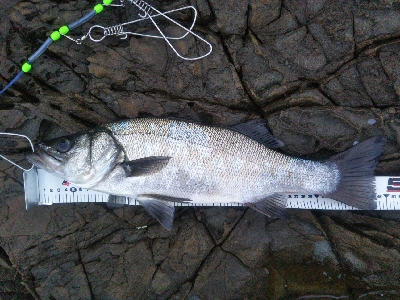 地磯でヒラスズキ