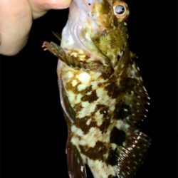 アジング成立も