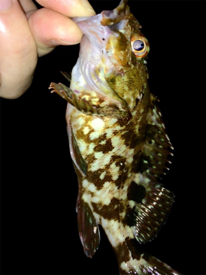 アジング成立も