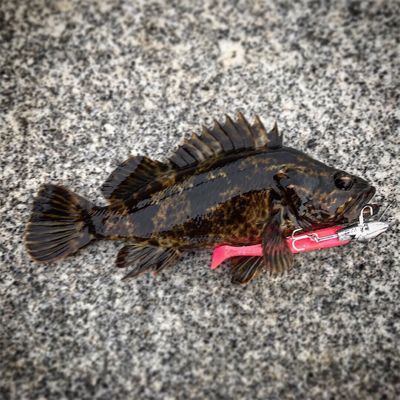 根魚モード（笑）