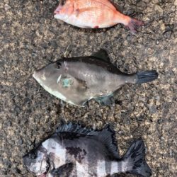 五目達成!!…ショアジグ釣果未達成(T . T)