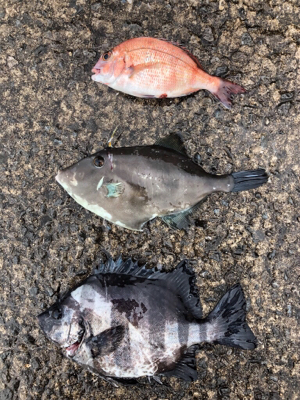 五目達成！！…ショアジグ釣果未達成(T .…