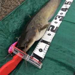 濁り川でデイナマ