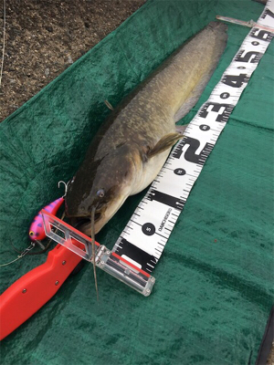 濁り川でデイナマ