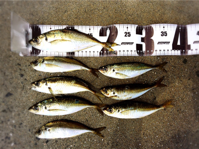 アジＶＳメガネ