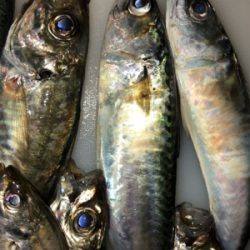 時合いを待って、中アジ大量♪