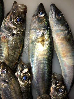 時合いを待って、中アジ大量♪