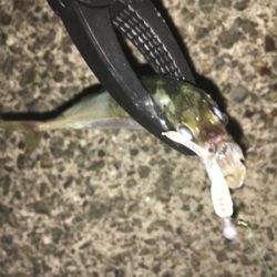 ナイトアジング