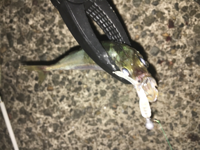 ナイトアジング