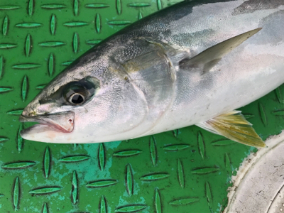 利弥丸 鯛ラバ釣果