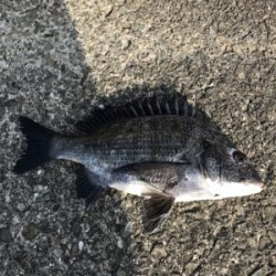 やっぱり楽しい釣り‼️