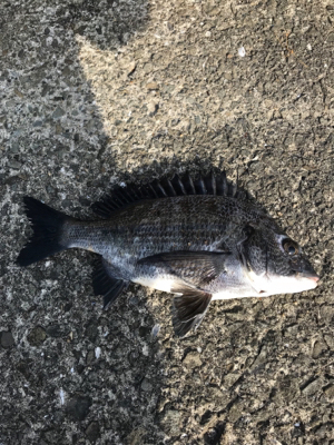 やっぱり楽しい釣り‼️