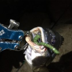 淀川ブリームゲーム ボラの大群が一斉にジャンプ？