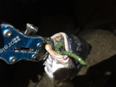 淀川ブリームゲーム ボラの大群が一斉にジャンプ？