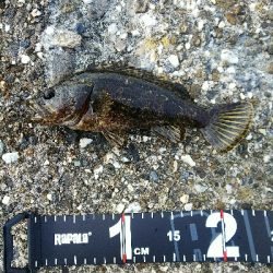 朝はイマイチ、夕方は爆釣