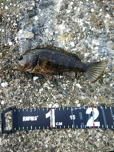 朝はイマイチ、夕方は爆釣