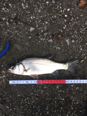 ライザーベイト最高！