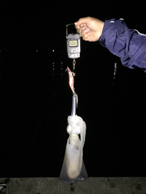 ホームエギング