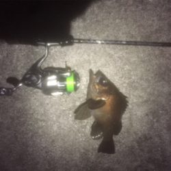 メバルワールドカップ