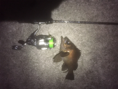 メバルワールドカップ