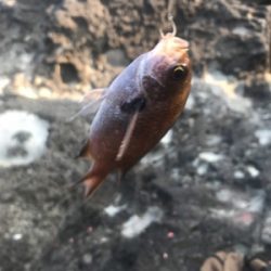 アジだらけ!福井 越前海岸 地磯フカセ夜釣り