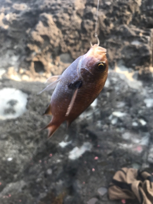 アジだらけ!福井 越前海岸 地磯フカセ夜釣り