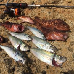 アジ&ロックフィッシュ