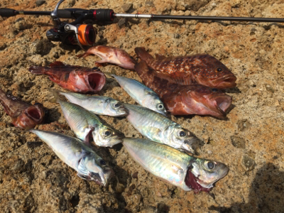 アジ&ロックフィッシュ