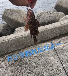 アナゴ釣りと五目釣り