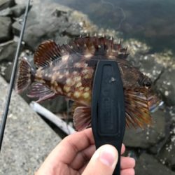 NO.11 朝のアジング