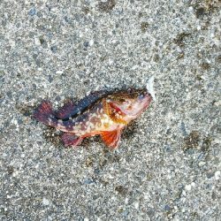 爆釣の予感が一転…